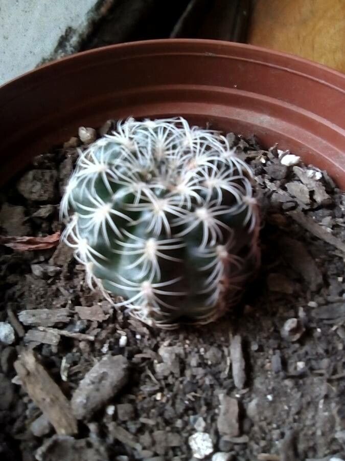 Gymnocalycium Bruchii leaf