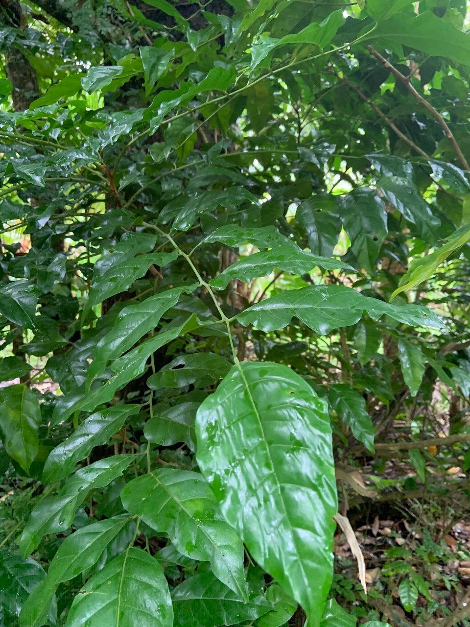 Micromelum minutum — search result for 'Rutaceae'