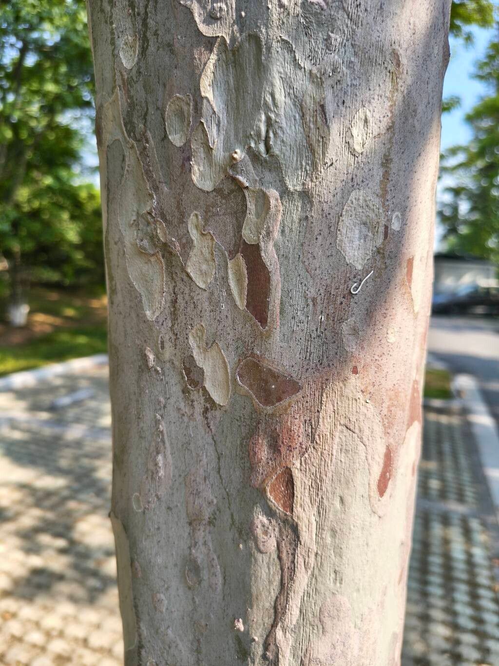 Cornus wilsoniana bark