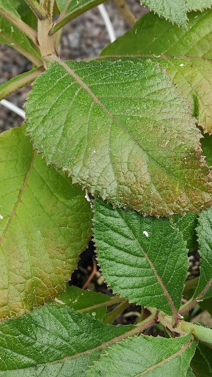 Crambe scaberrima leaf