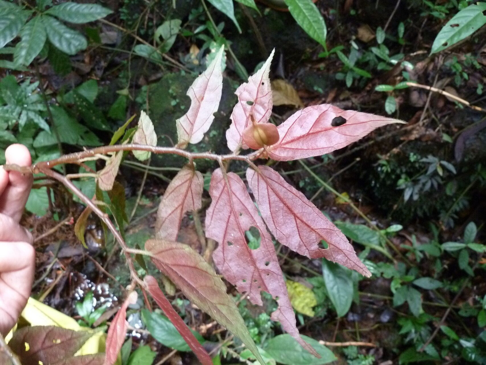 Begonia macrocarpa leaf