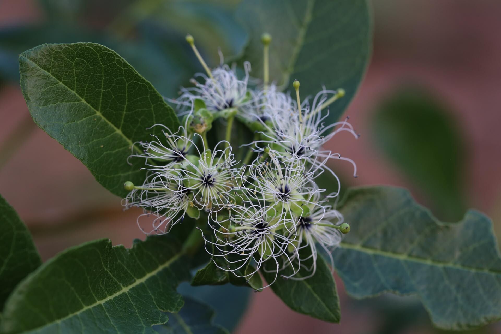 Maerua bussei flower