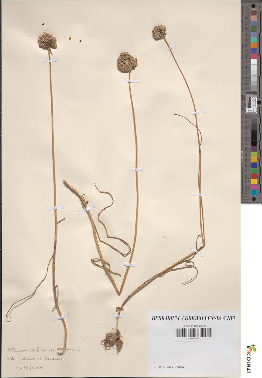 Allium scaberrimum other