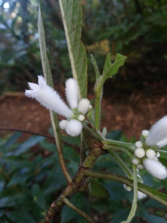 Psychotria faguetii flower