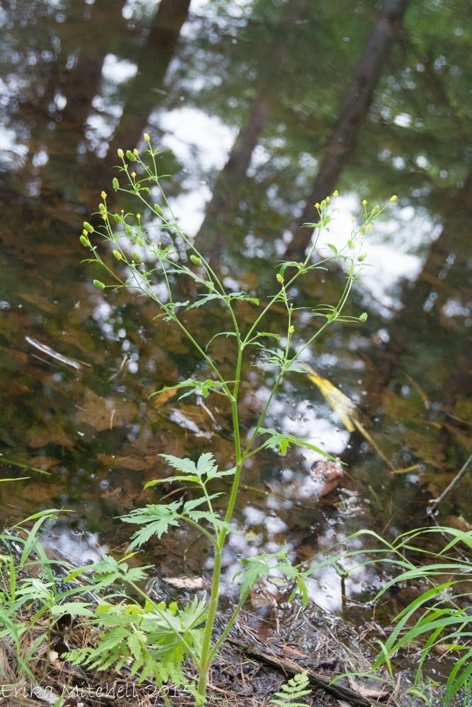 Ranunculus pensylvanicus habit
