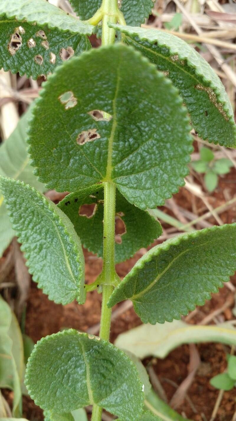 Lippia lacunosa — search result for 'Lippia'