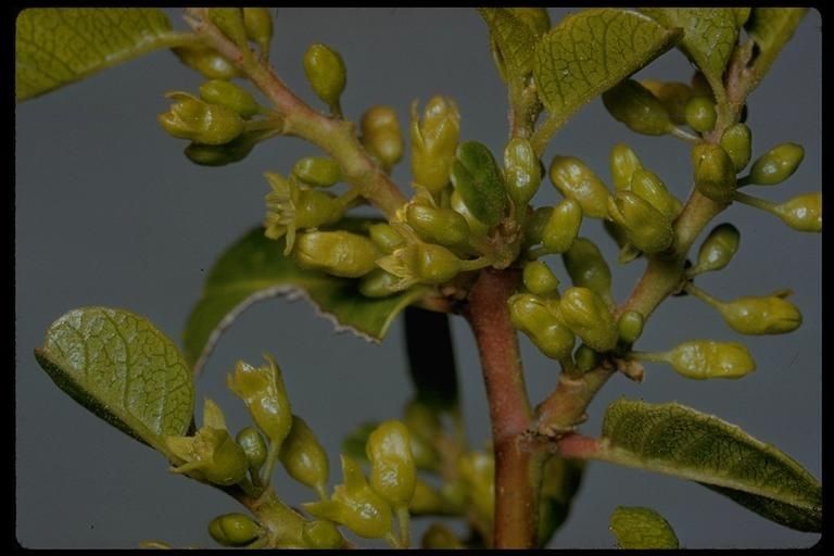 Frangula rubra flower