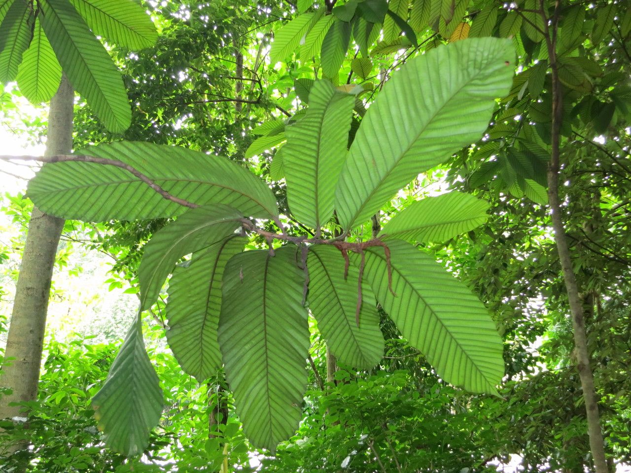 Dipterocarpus cornutus — search result for 'Singapore'