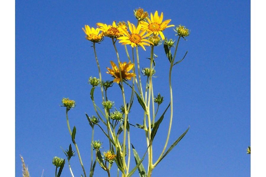 Helianthus nuttallii — houseplant care guide