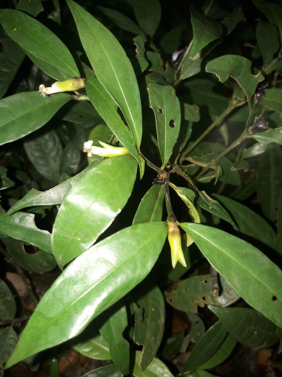 Psychotria oblonga other