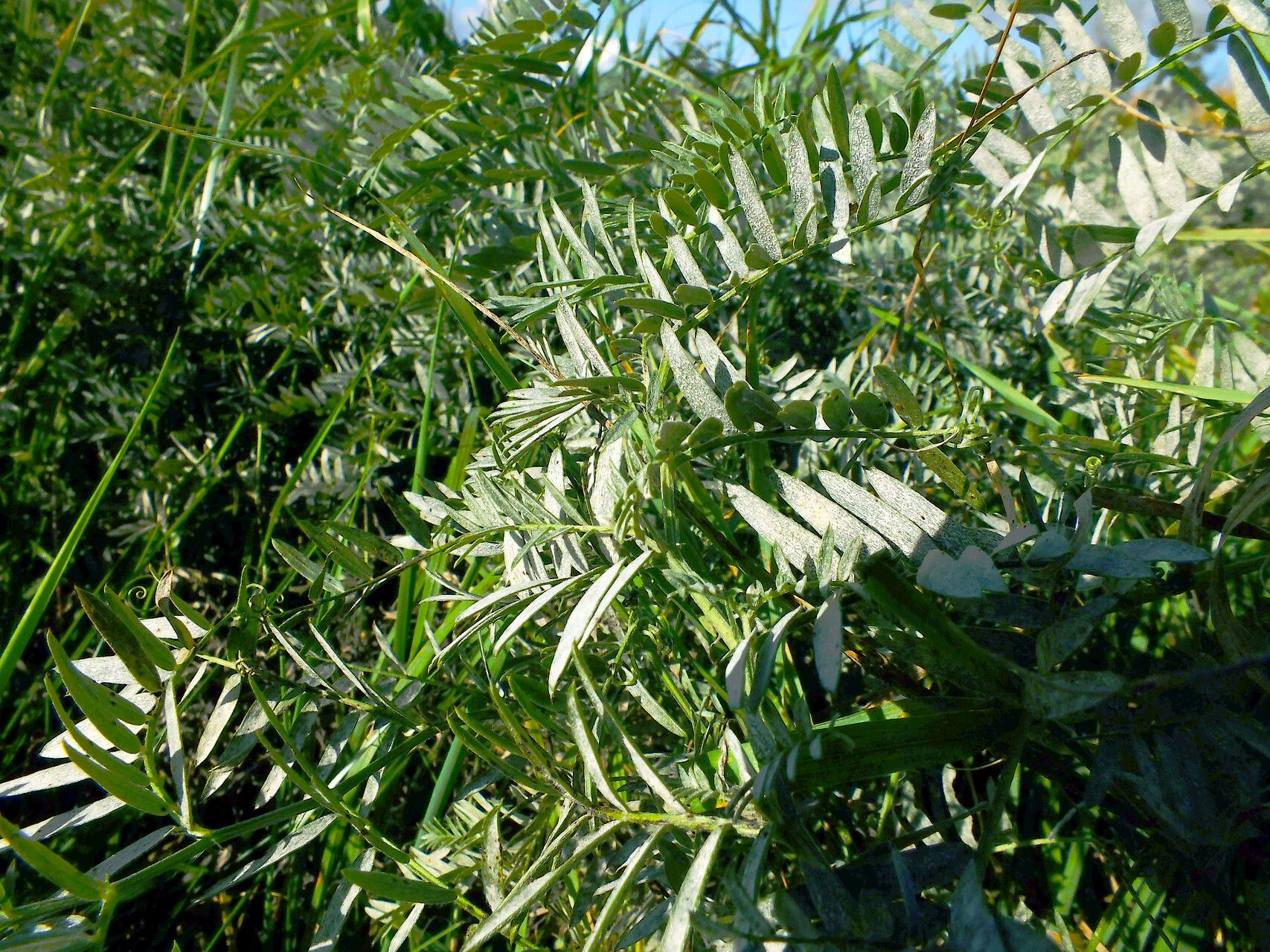 Astragalus trimestris habit