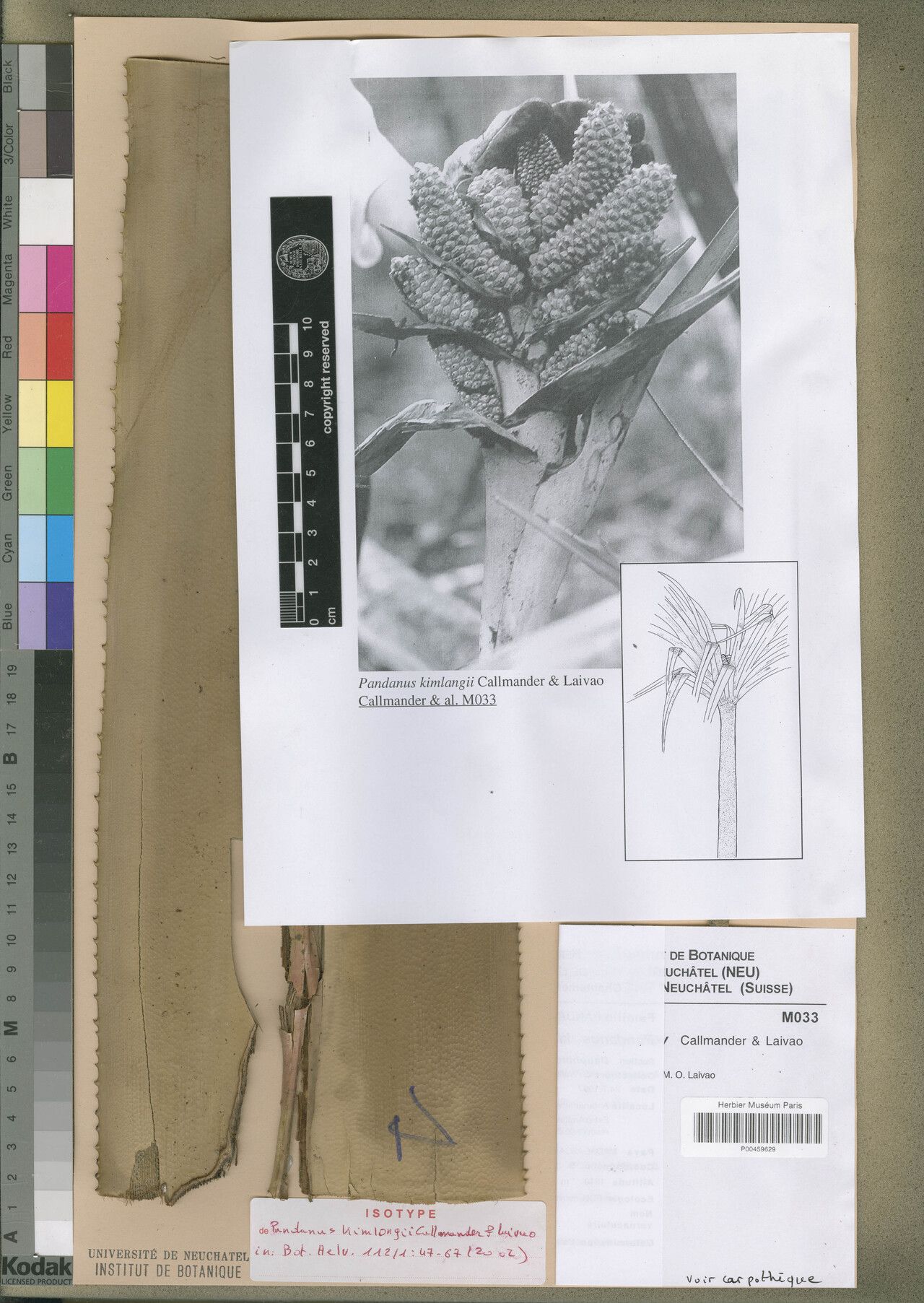 Pandanus kimlangii — houseplant care guide