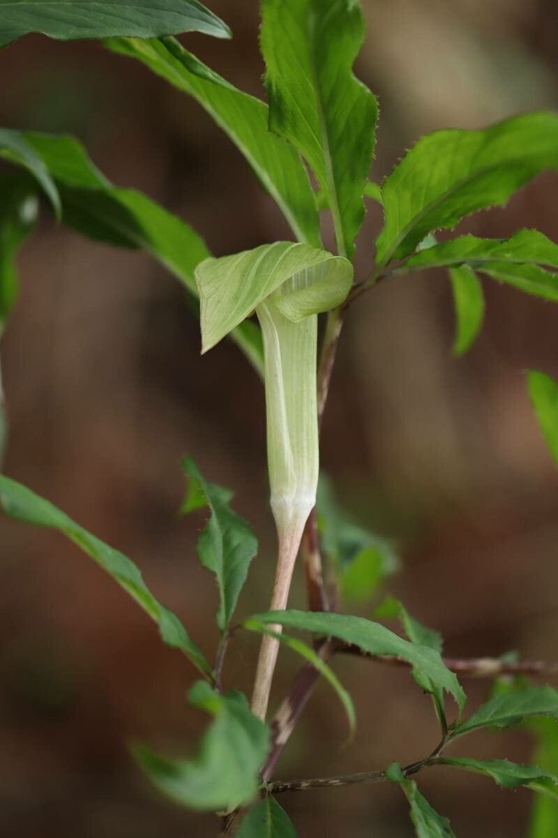 Arisaema angustatum