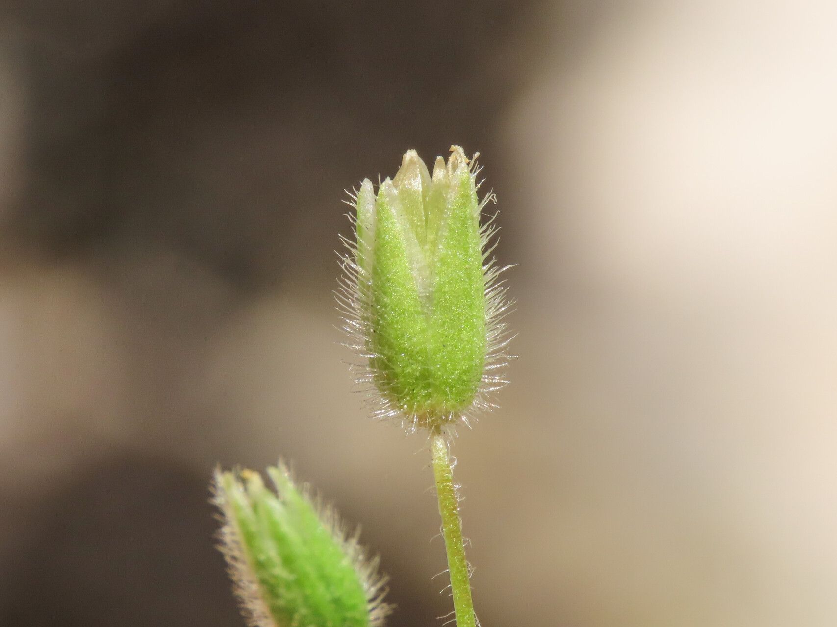 Stellaria apetala fruit