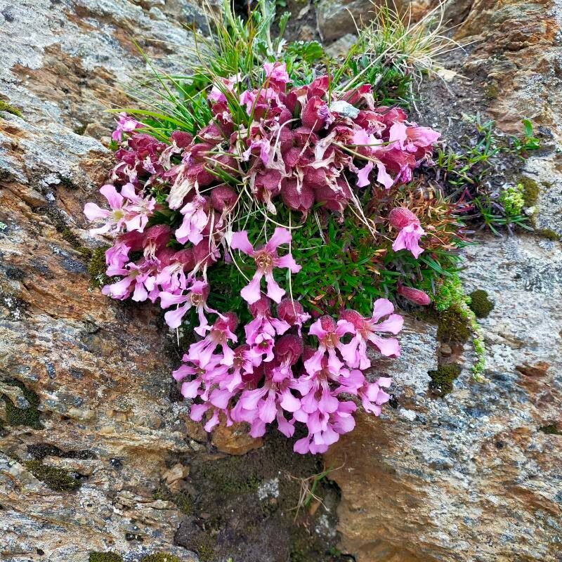 Saponaria pumila habit