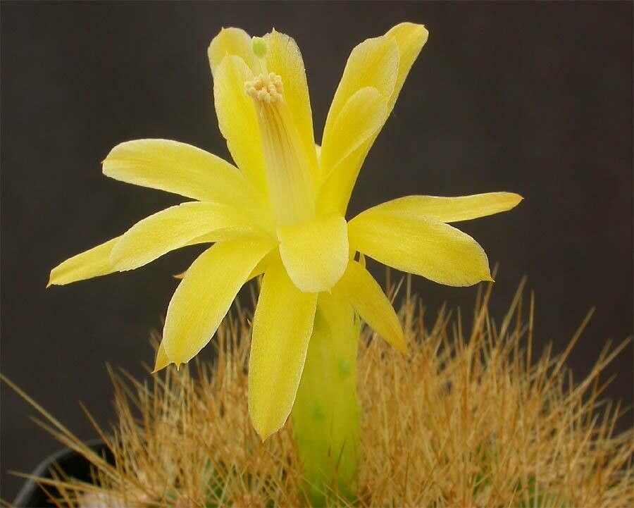 Matucana aurantiaca flower