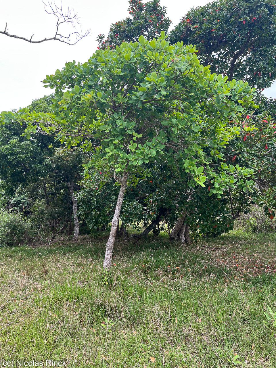 Terminalia rubricarpa habit