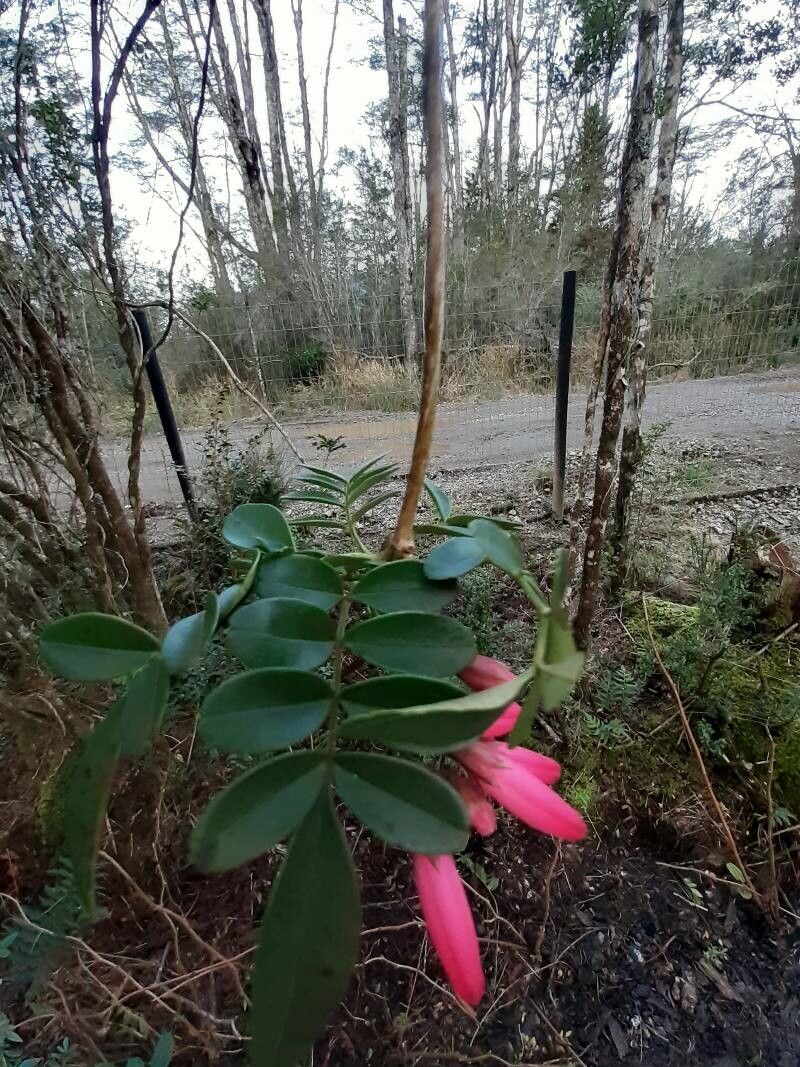 Campsidium valdivianum — houseplant care guide