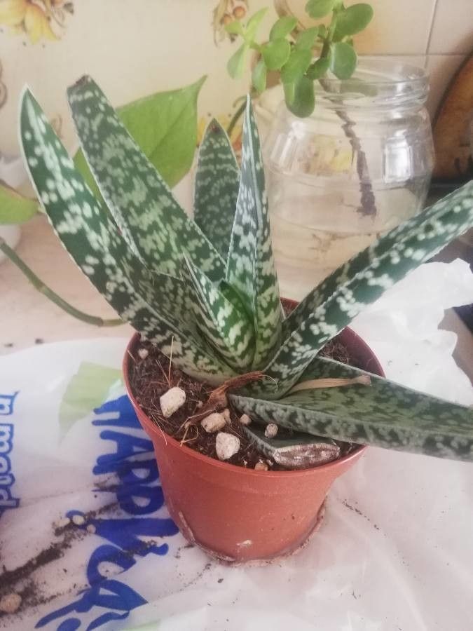 Aloe variegata leaf