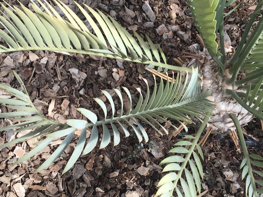 Encephalartos princeps — search result for 'Encephalartos'
