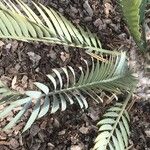 Encephalartos princeps