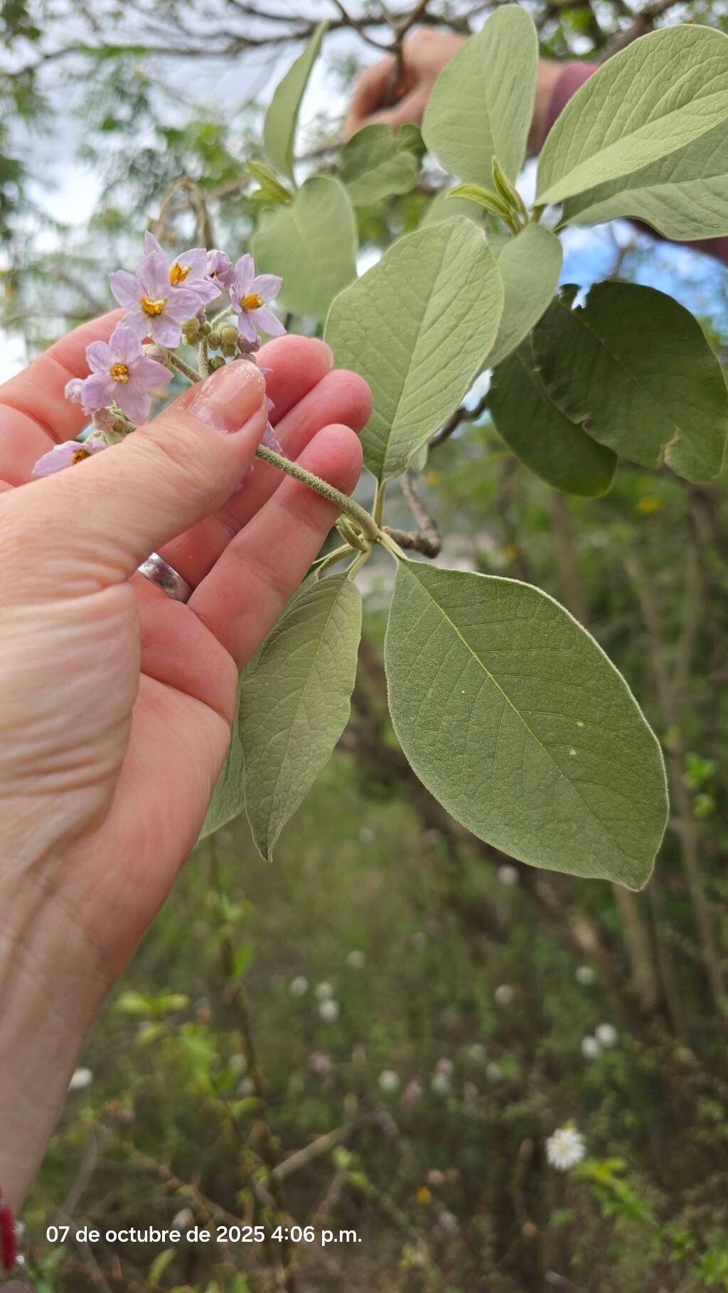 Solanum riparium — houseplant care guide