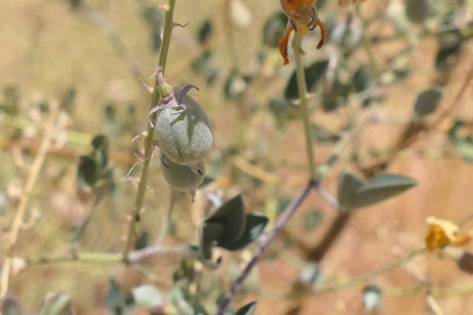 Crotalaria sphaerocarpa fruit
