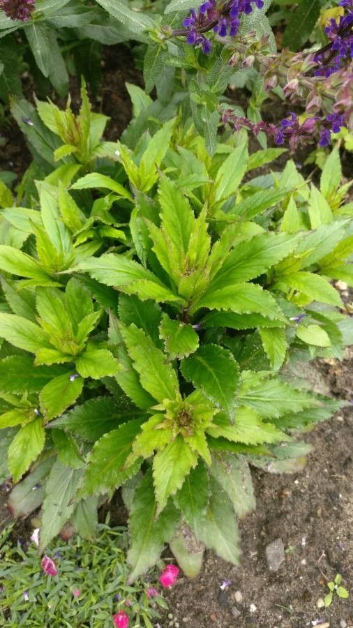 Lobelia × speciosa leaf