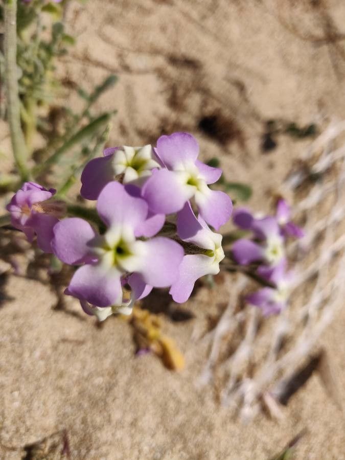 Matthiola tricuspidata flower