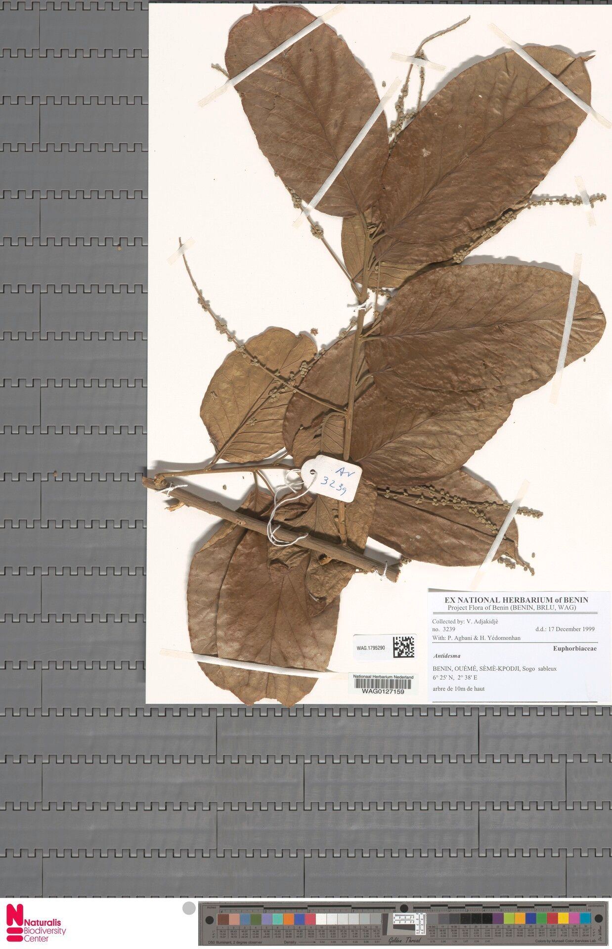 Homalium dalzielii — houseplant care guide