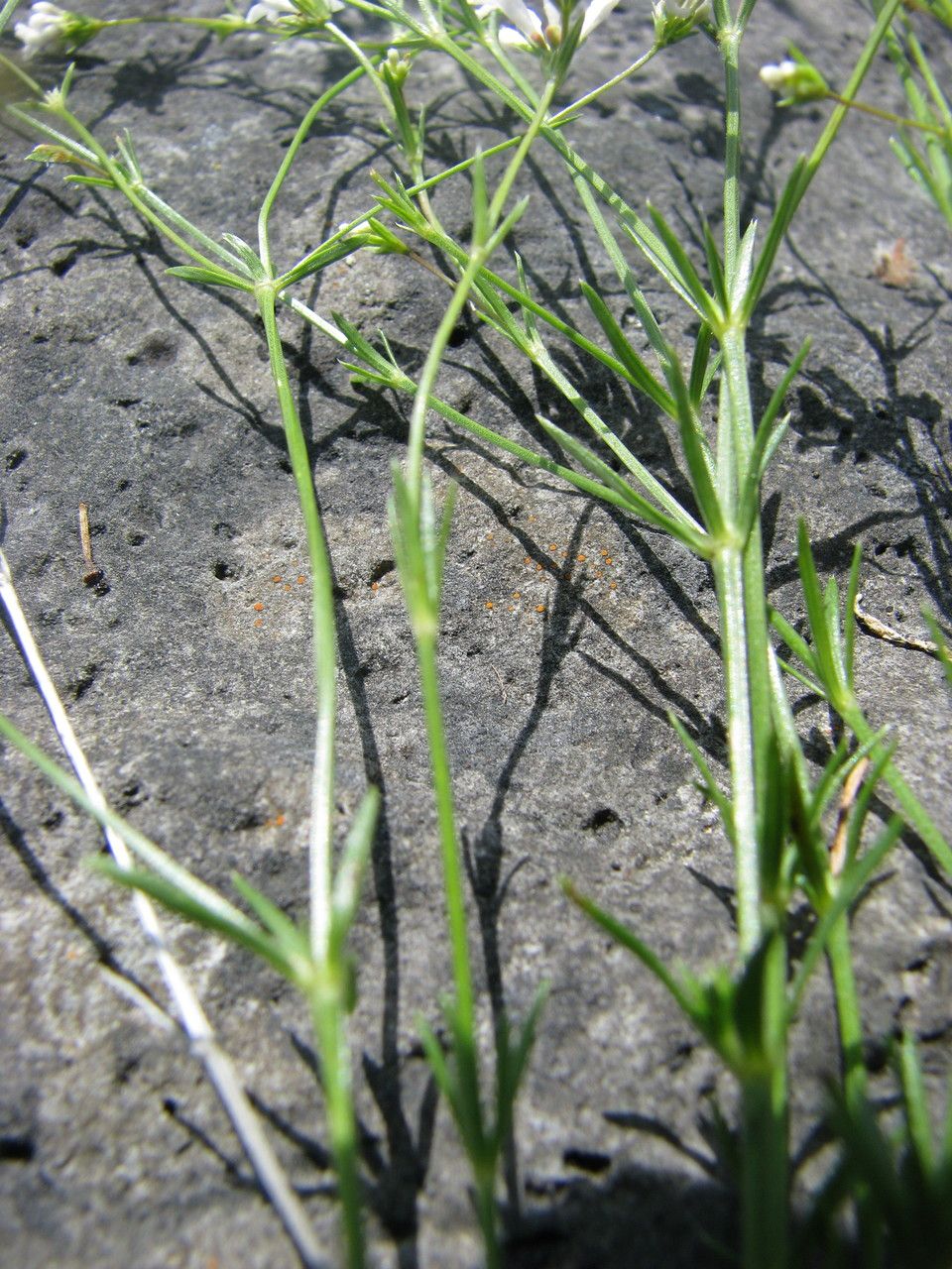 Asperula capillacea habit