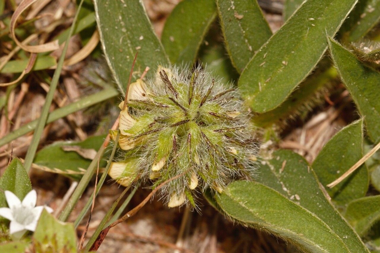 Crotalaria anthyllopsis flower