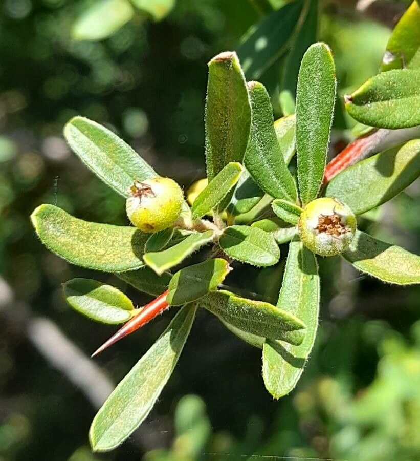 Pyracantha angustifolia