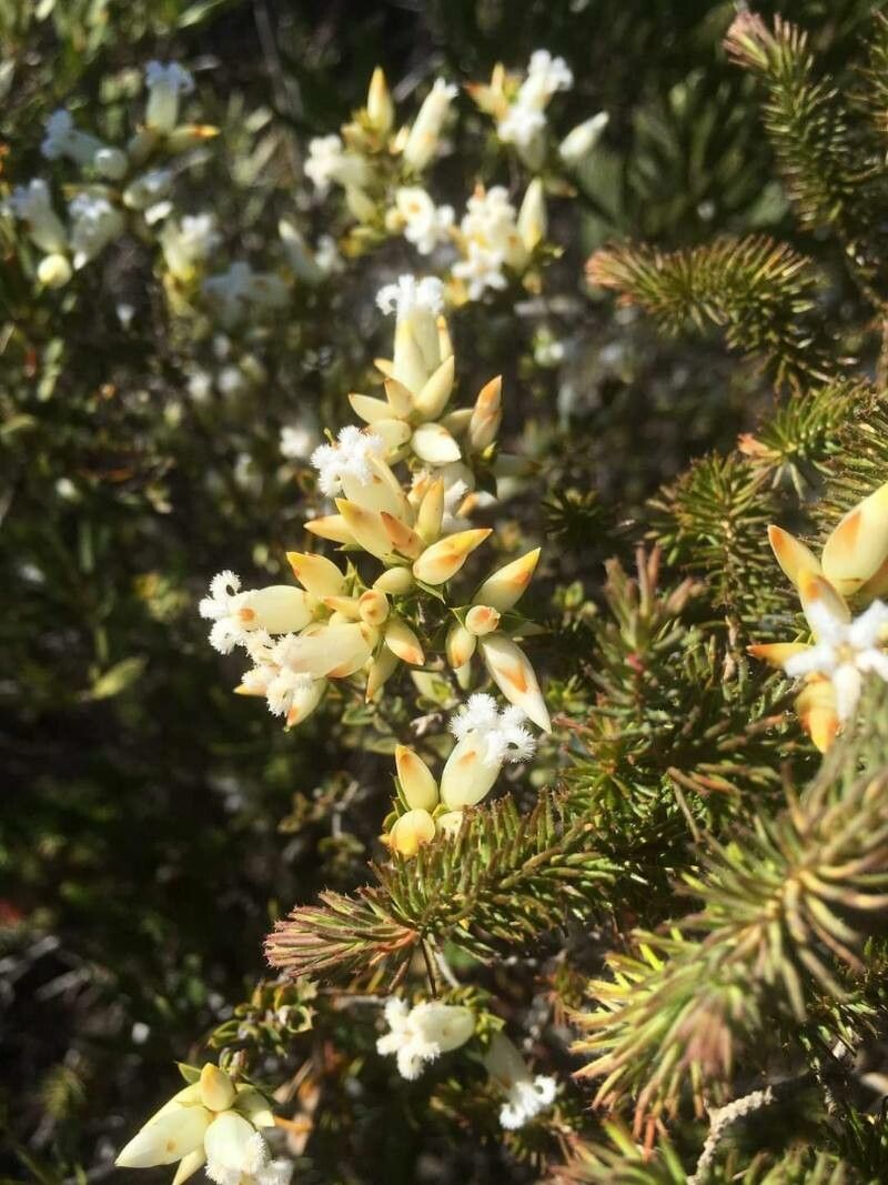 Astroloma xerophyllum — search result for 'Xerophyllum'