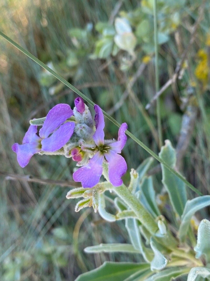 Matthiola sinuata flower