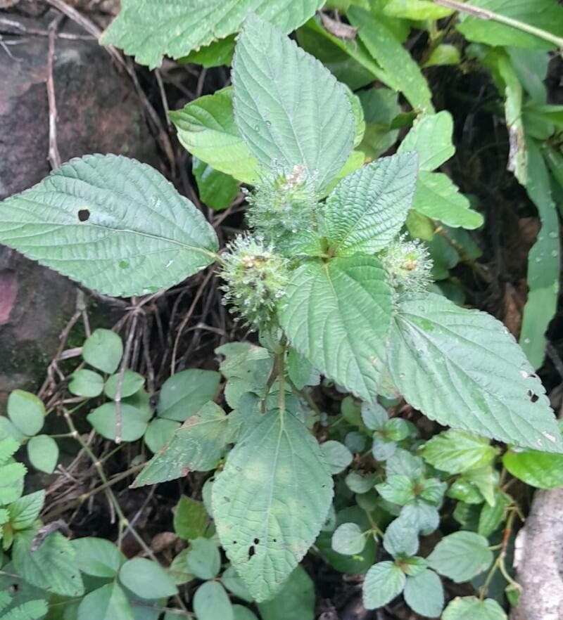 Acalypha arvensis — search result for 'Acalypha'