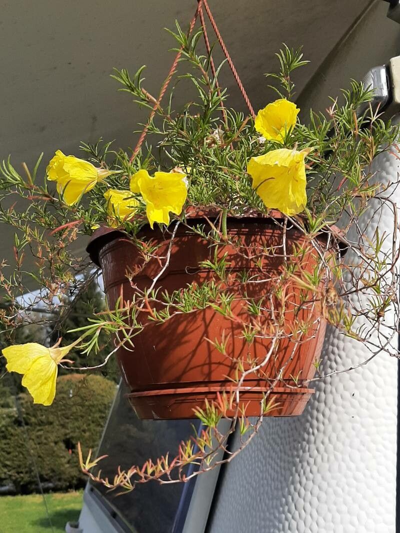 Oenothera hartwegii flower