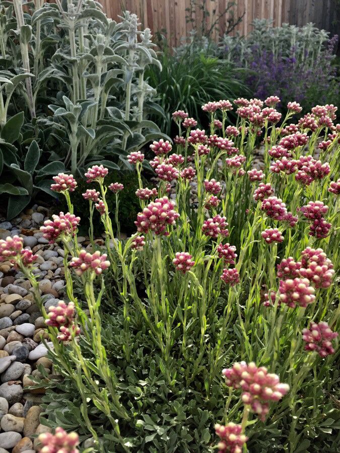 Antennaria rosea habit