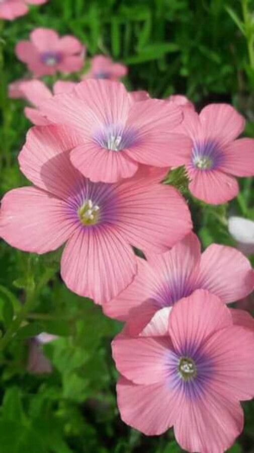 Linum pubescens flower