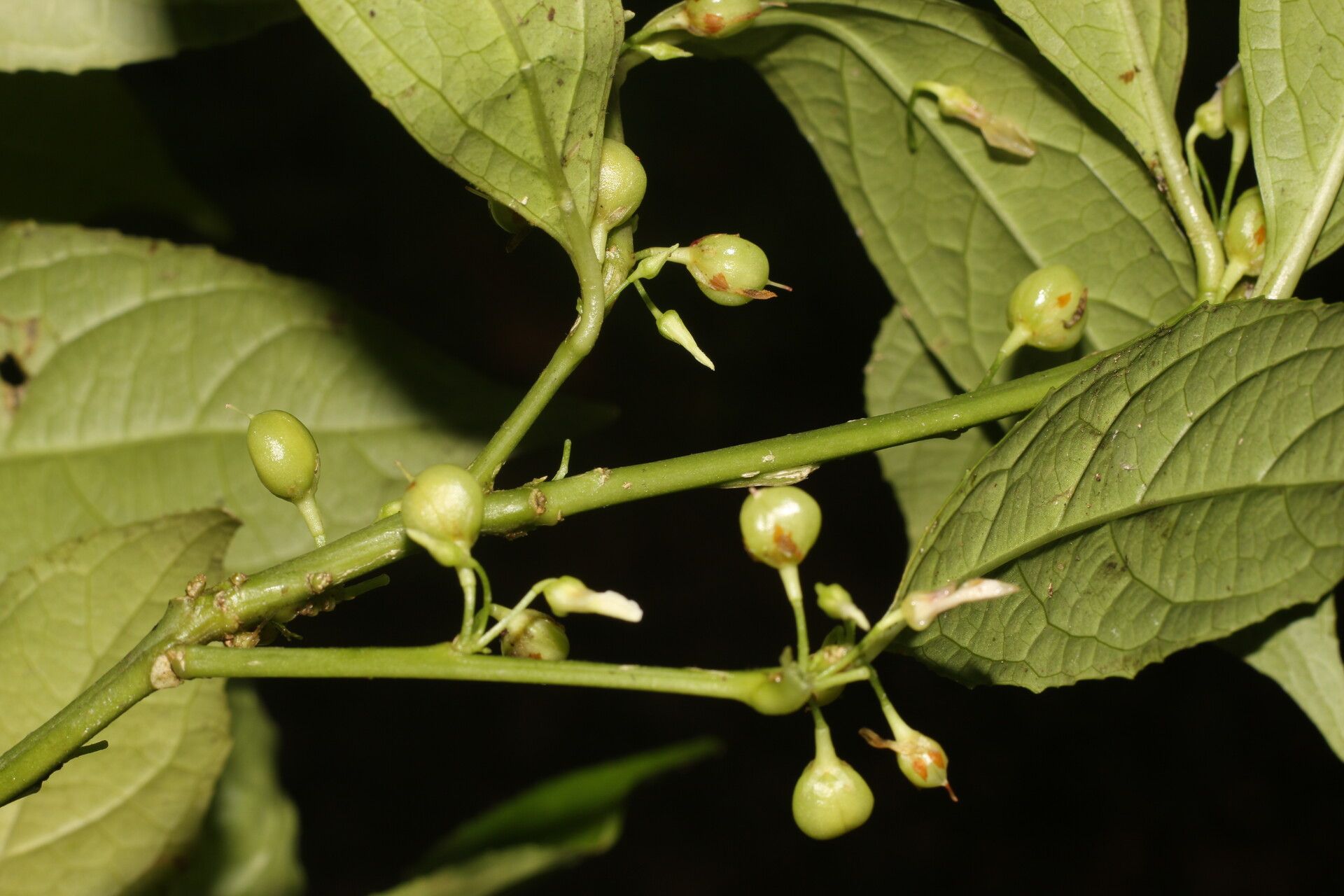 Hybanthus denticulatus fruit