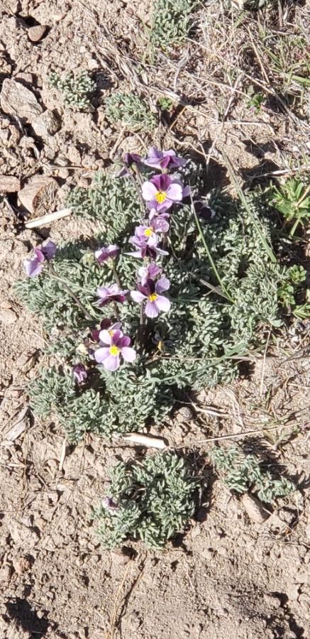 Viola beckwithii flower