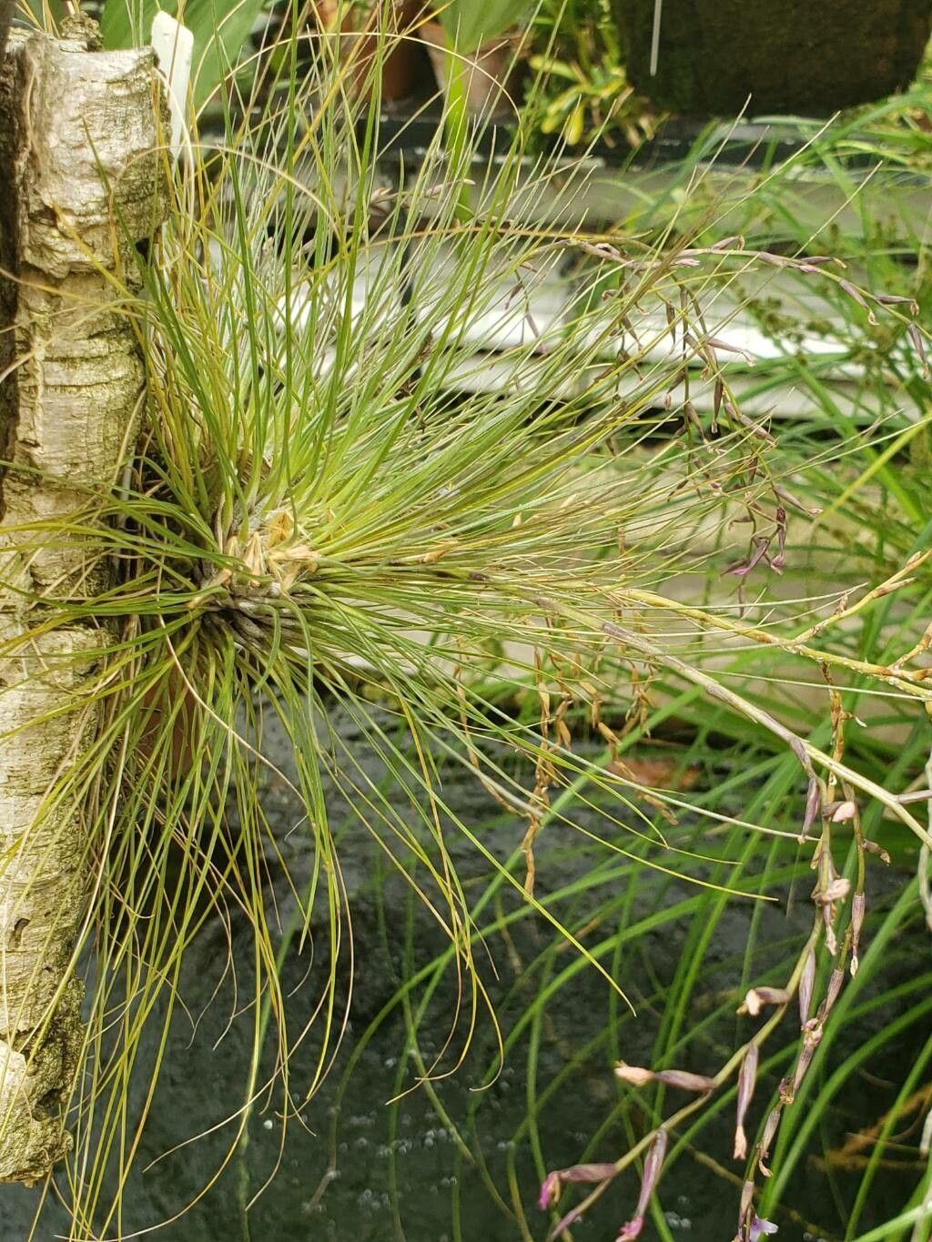 Tillandsia filifolia habit