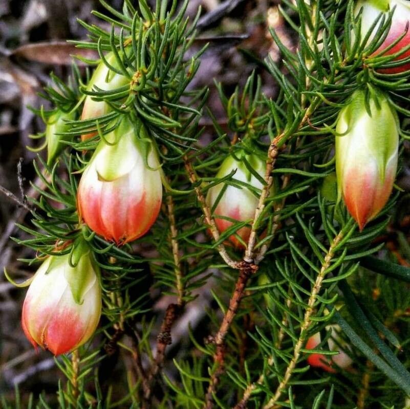 Darwinia wittwerorum — houseplant care guide
