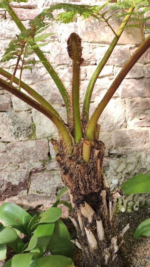 Cyathea pallescens bark