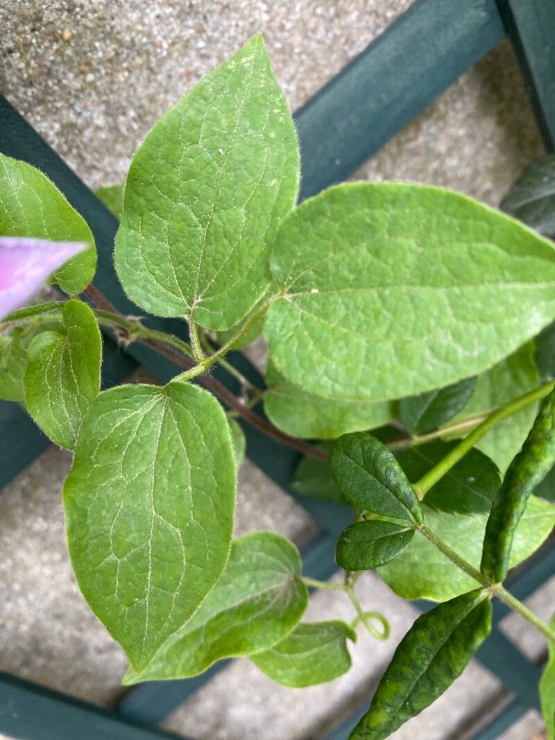 Clematis columbiana — search result for 'Clematis'