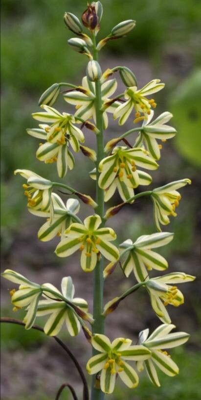 Albuca suaveolens — houseplant care guide