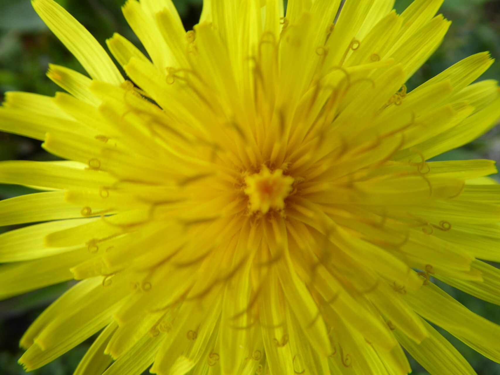 Taraxacum parnassicum flower