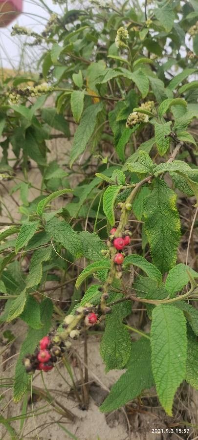 Cordia curassavica fruit