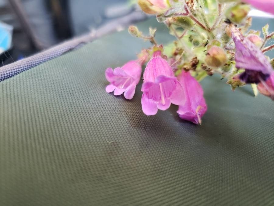 Penstemon richardsonii flower