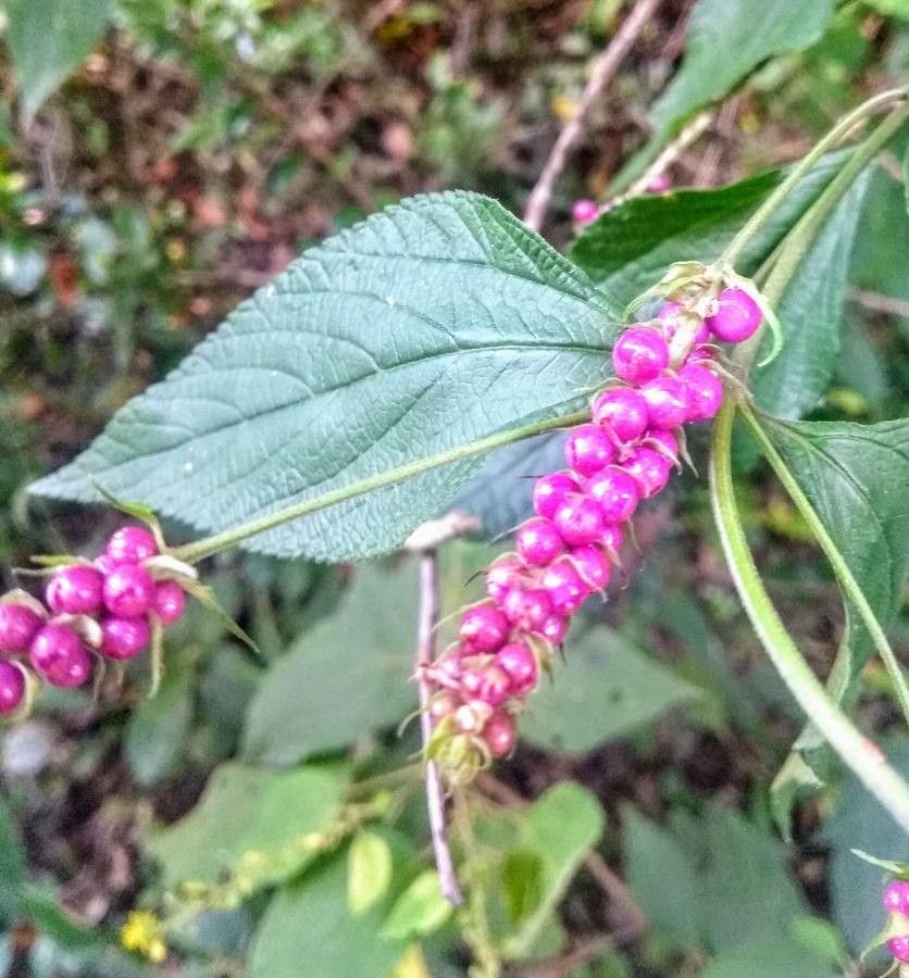 Callicarpa nudiflora fruit